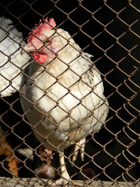 难以被击败 难以被击败