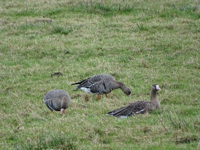 难以应对 难以应对
